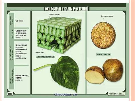 Структура основной ткани растений
