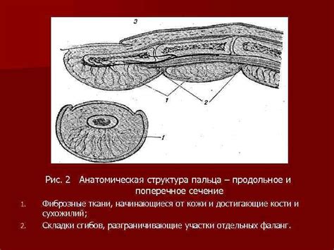 Структура пальца