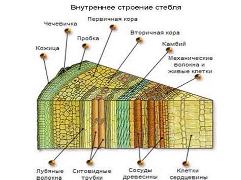 Структура перцевого растения