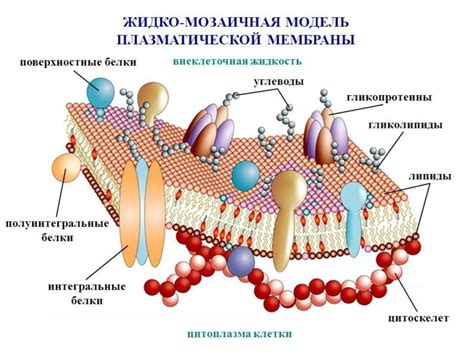 Структура плазматической мембраны