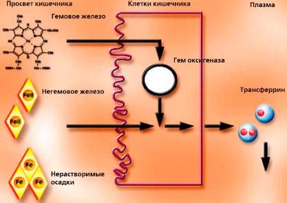 Структура пуха и железа