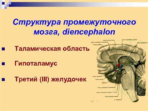 Структура слова "желудочек"