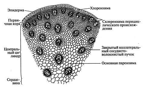 Структура стебля