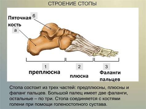 Структура стопы