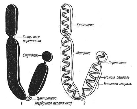 Структура хромосом