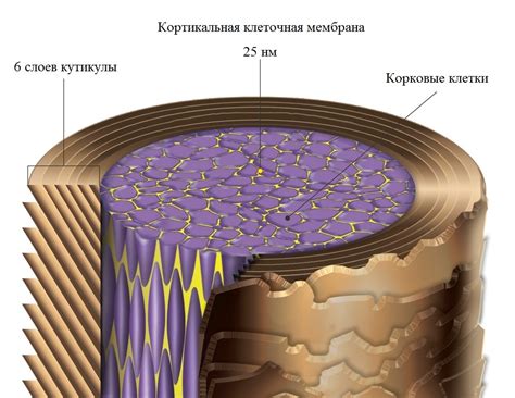 Структура шапочки: какие элементы включает