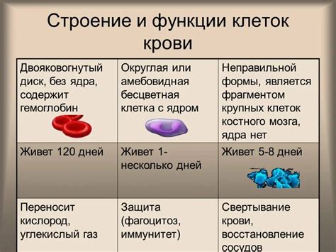 Структура эритроцитов и красный пигмент