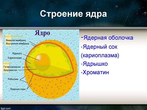 Структура ядра ОСТИМ