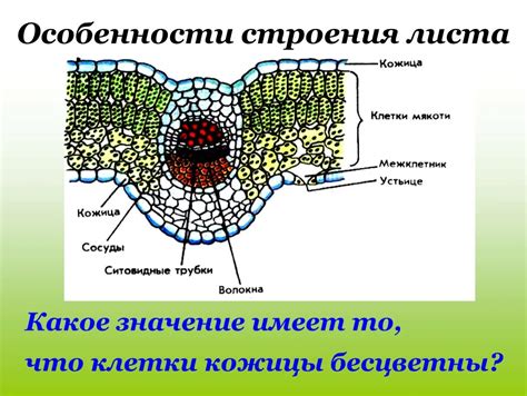 Структурные особенности листьев и иголок