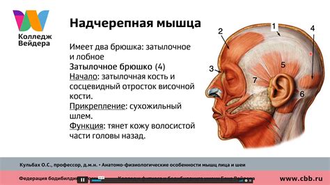 Структурные особенности лица и рта