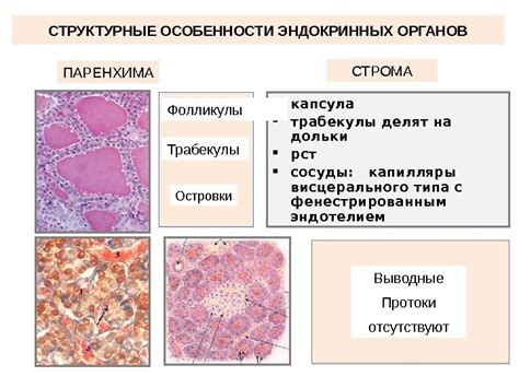 Структурные особенности органов