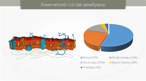 Структурные признаки и функциональные особенности