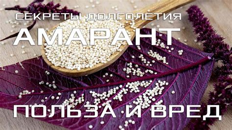 Сушка семян амаранта: основные этапы для сохранения питательной ценности