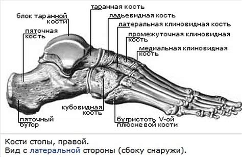 Существенные детали стопы