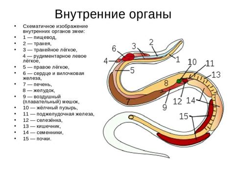 Схематическое изображение змеи