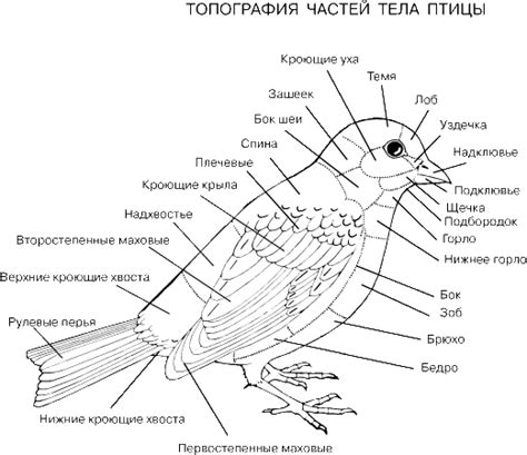 Схематичный набросок тела птицы