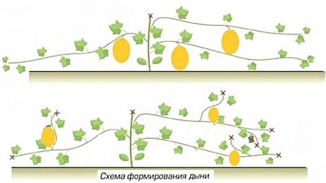 Схема посева дыни в открытом грунте