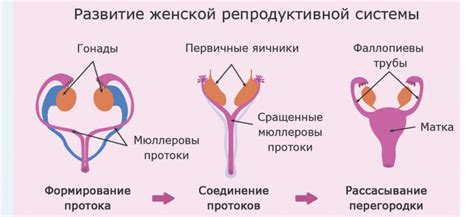 Сходства в репродуктивной системе