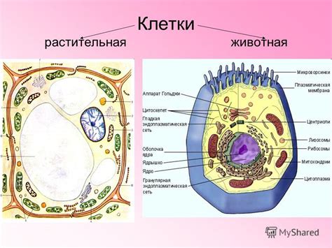 Сходства в структуре и функции клеток с растениями