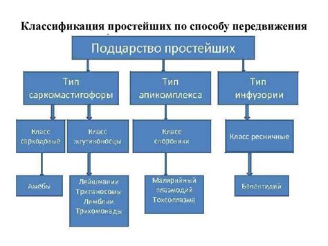 Сходства и различия структуры