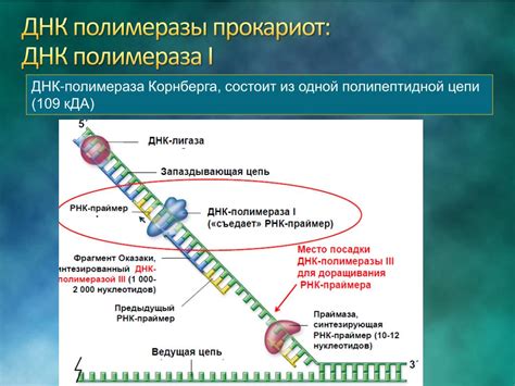 Сходство ДНК в разных организмах