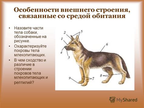 Сходство в строении хвостовой части тела