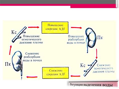 Счастливая нога: роль сводчатого строения в поддержании равновесия