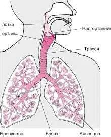 С дыхательной системой