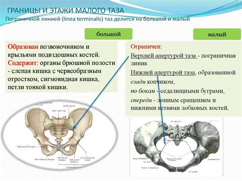 Таз