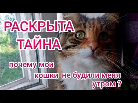 Тайна мощнейшего кошачьего инструмента