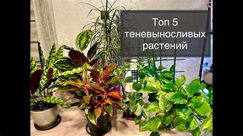 Тайны успеха теневыносливых растений