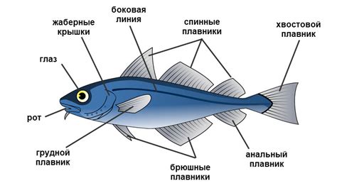 Творчество и воображение у рыб