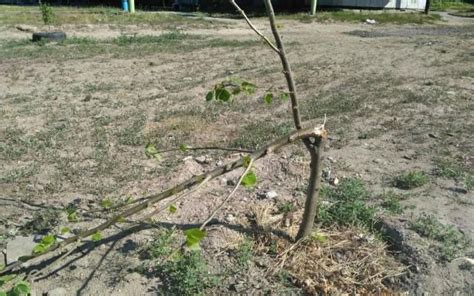 Текстурные повреждения веток