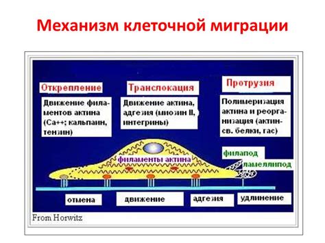 Теломераза и механизмы омоложения