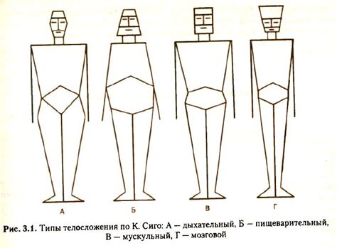 Телосложение: основные типы