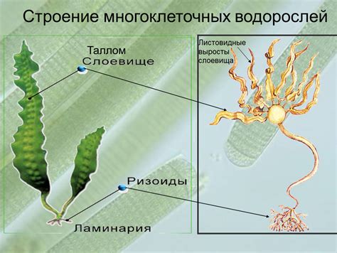 Тело водорослей и его состав