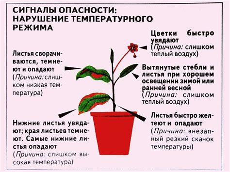 Температурный режим: оптимальные условия для комнатных растений