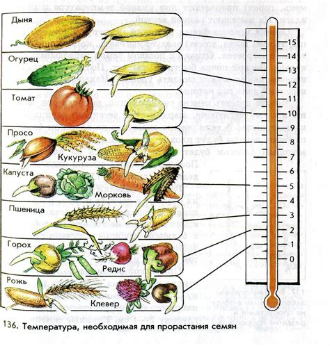 Температурный режим и активность семян