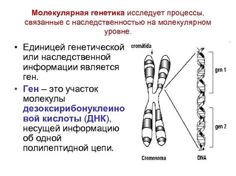 Теории, связанные с наследственностью и генетикой