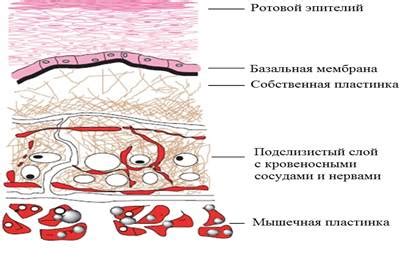 Тепловое воздействие слизистой оболочки