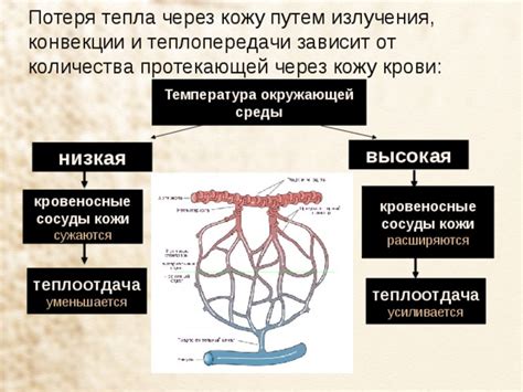 Теплоотдача через кожу