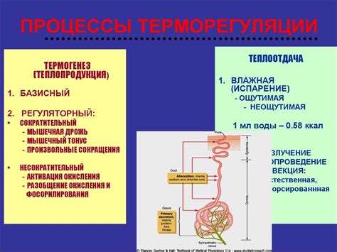 Терморегуляция и естественные процессы