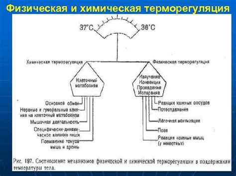 Терморегуляция и комфорт