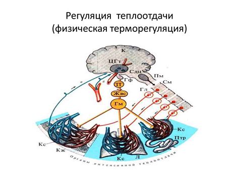 Терморегуляция и регуляция стресса