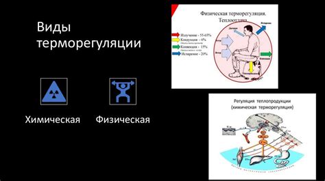 Терморегуляция организма и физиологические механизмы