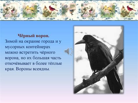 Территориальное поведение ворон и стук в окно