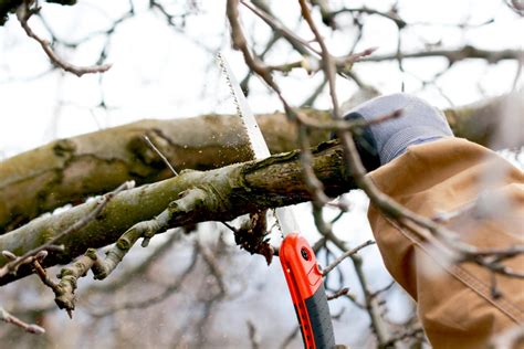 Техника безопасности при обрезке