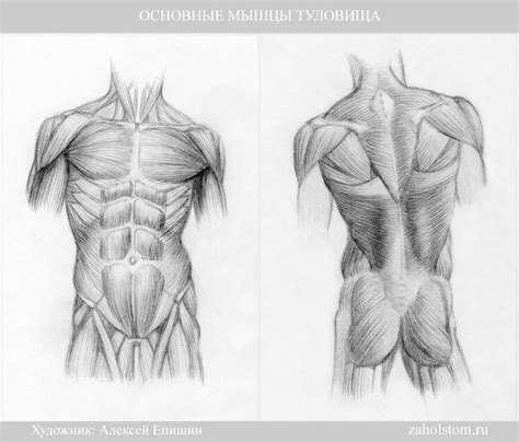 Техника нарисования бокового обнаженного туловища в полный рост