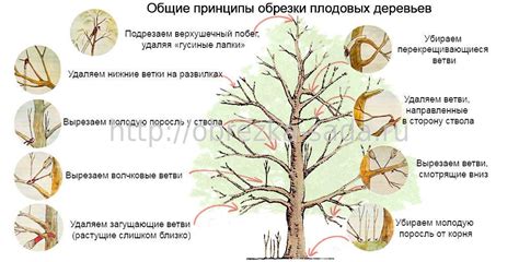 Техника обрезки для разных видов фруктовых деревьев