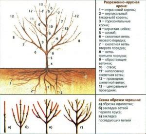 Техника обрезки черешни